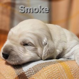 Golden Retriever Puppies from LOMAH Retrievers