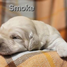 Golden Retriever Puppies from LOMAH Retrievers
