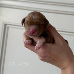 Papaya - Apricot female Goldendoodle puppy in Independence, Oregon from Ankeny Doodles