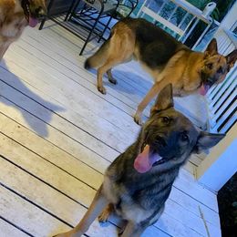 German Shepherd All Grown Up from Angel Oak German Shepherds