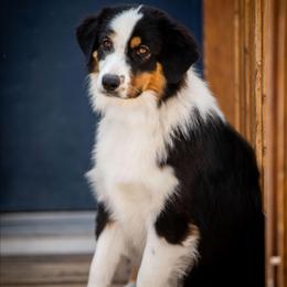 Indie - Red tri-color female Miniature American Shepherd puppy in Tonopah, Arizona from King's Miniature American Shepherds
