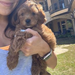 Cavapoo and Poodle Puppies from Klaus Poodles