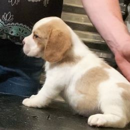 Beagle and German Shepherd Puppies from Synastry Beagles
