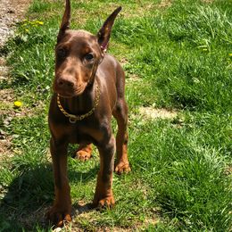 Doberman Pinscher Puppies from Pipe Creek Dobermans