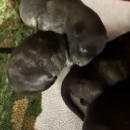 AKC Boy 1 - Gold brindle male Dutch Shepherd puppy in Hastings, Minnesota from Century Hills Farm