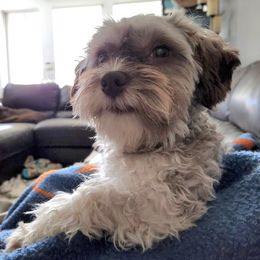Havanese from Hayden's Havanese