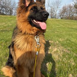 Roman - Black and red male German Shepherd puppy in Coplay, Pennsylvania from By My Side Germans Shepherds & Dobermans