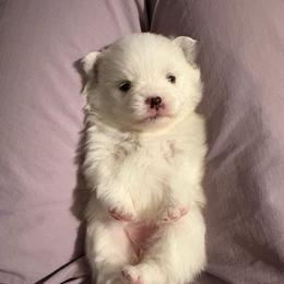 Rainbow dash - White female Pomeranian puppy in Rhode Island from Heartfelt Kennels