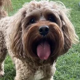 Cash - Cavapoo