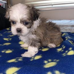 Shih Tzus from Benton Shihz