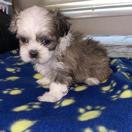 Shih Tzus from Benton Shihz