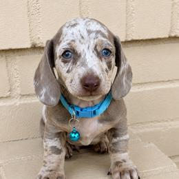 Theo The Isabella n' Cream Dapple - Fawn (isabella) and tan male Dachshund puppy in Arcadia, California from Cruz Industries - Dachshund Company & French Bulldog Company