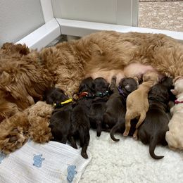 Australian Labradoodle Puppies from Salona Australian Labradoodles