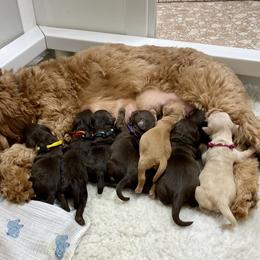 Australian Labradoodle Puppies from Salona Australian Labradoodles