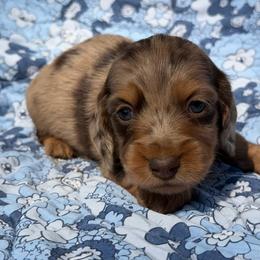 Nash - Dapple male Dachshund puppy in Duncanville, Alabama from Bear Creek Dachshunds