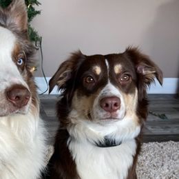 Australian Shepherds from Boulder Creek Kennels