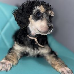 Dalmatian and Poodle Puppies from Exquisite Dalmatians & Standard Poodles