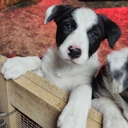 Border Collies from PPR BORDER COLLIES