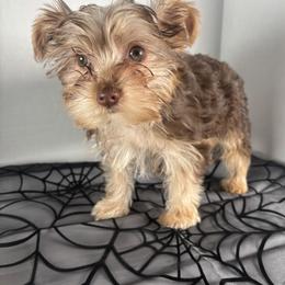 Yorkshire Terrier Puppies from Country Dog Kennels.