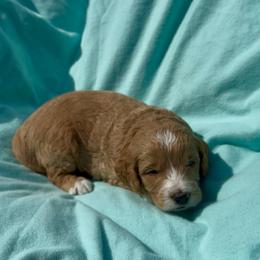 Male 1 - Apricot male Goldendoodle puppy in Sterling, Connecticut from Justine’s Retrievers and Doodles, LLC