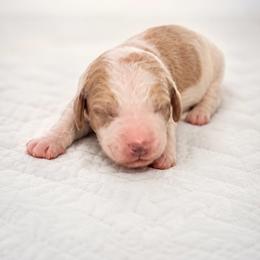 Tommy - Parti male Goldendoodle puppy in Rocky Point, North Carolina from CelticDoods