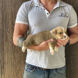 Tulip - Male 1 - Red male Pembroke Welsh Corgi puppy in Jefferson, South Carolina from Blue Creek Farms