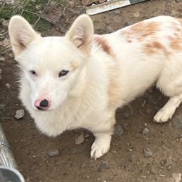Dasher - American Corgi