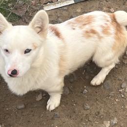 Dasher - American Corgi