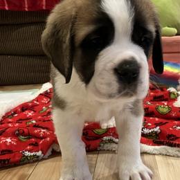 Boy red collar - Red and white male Saint Bernard puppy in New Sharon, Maine from Kimball Pond  Saint Bernards