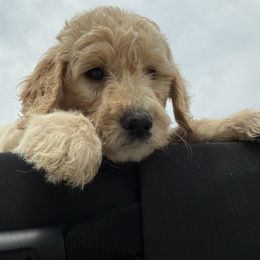 (Hurricane) Sir Louie - Parti male Goldendoodle puppy in Houston, Texas from Were The Mack'Doodles