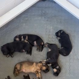 German Shepherd Puppies from Jessica Pardo