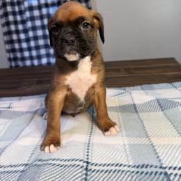 Boy 1 - Fawn male Boxer puppy in Prestonsburg, Kentucky from Bre’s Boxers