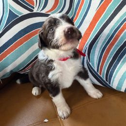 Chief - White and red male Bordoodle puppy in Winnsboro, Texas from Pecan Grove Pups