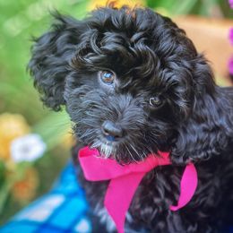 Ariel - Cavachon puppy from Liberty Pups