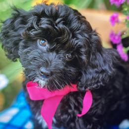 Ariel - Cavachon puppy from Liberty Pups