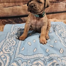 Light blue-Straw carrier - Gray male Cane Corso puppy in Fritch, Texas from Carrie Brown's Cane Corsos
