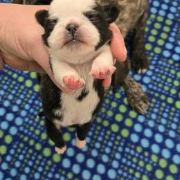 Girl 2 - Black female Pug puppy in Auburn, Kentucky from Prentice Family Pugs