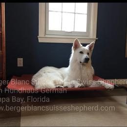 Berger Blanc Suisse and German Shepherd Puppies from Vom Hundhaus German Shepherds