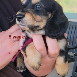 Hank - Black and tan male Dachshund puppy in Kempner, Texas from Russell Farms Dachshund