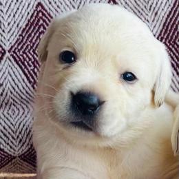 Boy 5 - Yellow male Labrador Retriever puppy in Jamestown, Ohio from Heartlands Quality Labrador Retrievers