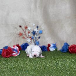 Macadamia - White and black female Dalmatian puppy in Fort Worth, Texas from Xzayvius Stitt
