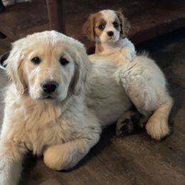 Cavalier King Charles Spaniel Puppies from CreekSong Farm Companions