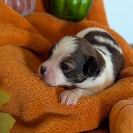 Sedona ( our keeper) - White and sable female Papillon puppy in Joshua, Texas from Summertime Kennels