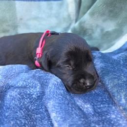 Mishka - Black female Giant Schnauzer puppy in Fraziers Bottom, West Virginia from Loyal Hearts Farm / RK's Dobermans