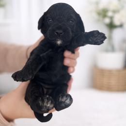 Cavapoo Puppies from Son Kissed Puppy Co