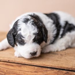 Bernedoodle Puppies from Sleepy Hollow Acres
