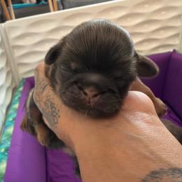 Sailor - Chocolate and tan male Shih Tzu puppy in Manahawkin, New Jersey from Lilly’s Seashore Shih Tzus