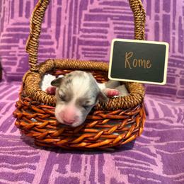 Rome (Turquoise Collar) - Blue merle and white male Cardigan Welsh Corgi puppy in Greensboro, North Carolina from Wynnewood Kennels