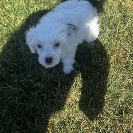 Angus - White and black male Chinese Crested puppy in Hanford, California from Barely Naked