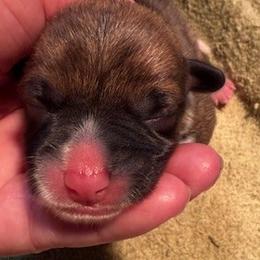 Boy - Sable male Pembroke Welsh Corgi puppy in Riverside, California from Four Aces Corgis
